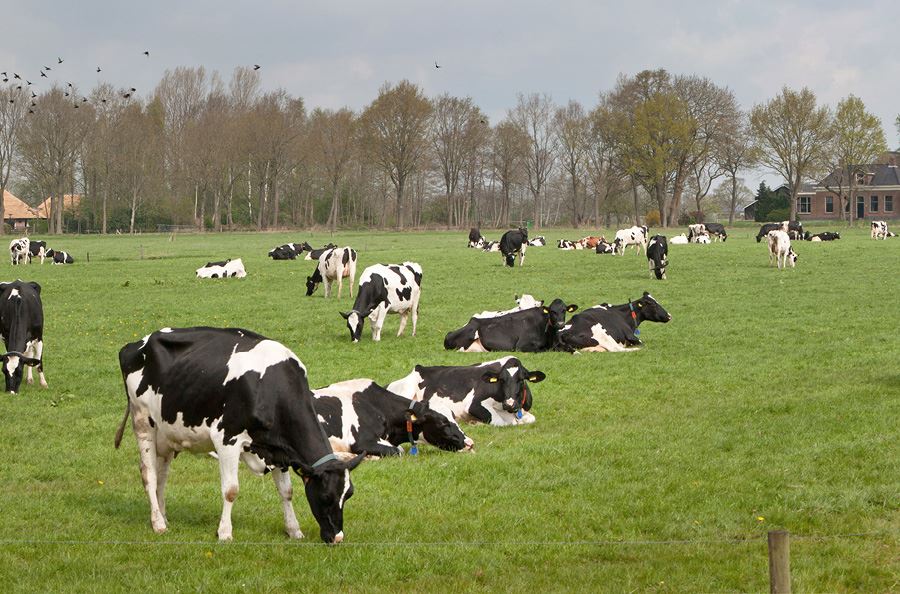 Image de la catégorie Mélangeuses automotrice