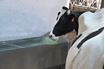 Image sur DAIRYNOX 600